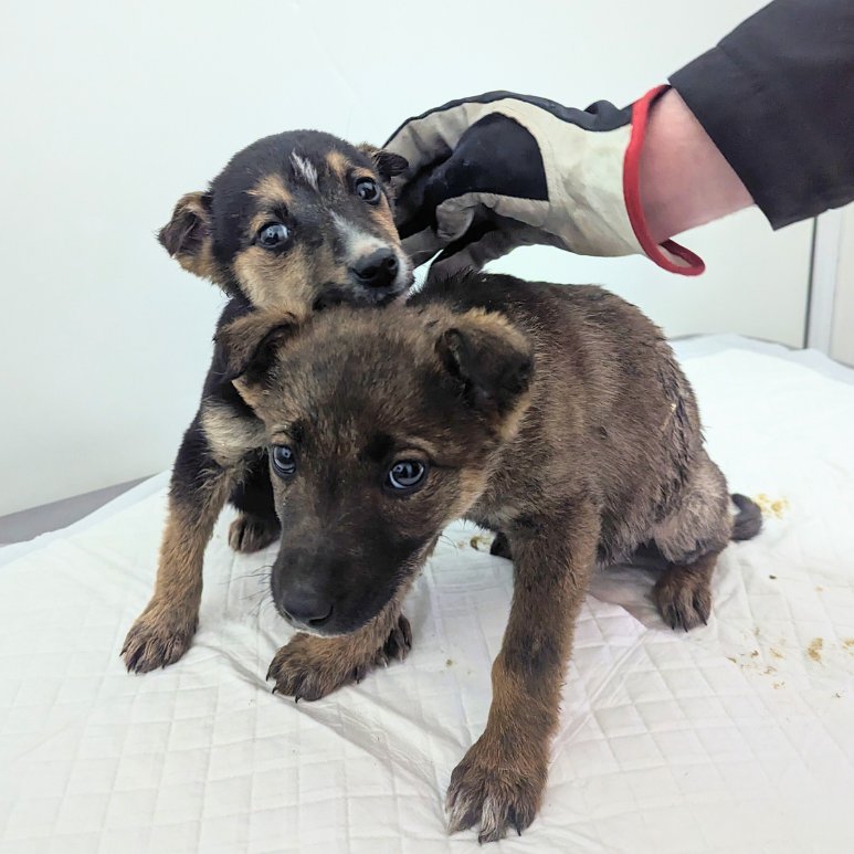 🆘PLEASE HELP🆘 Donations have came to a halt for little Luke and Leo who, after being rescued from the streets of Ukraine, are fighting for their lives at the Kyiv veterinary clinic. Anything you can afford to support their treatment will be so helpful: justgiving.com/campaign/iapwa……