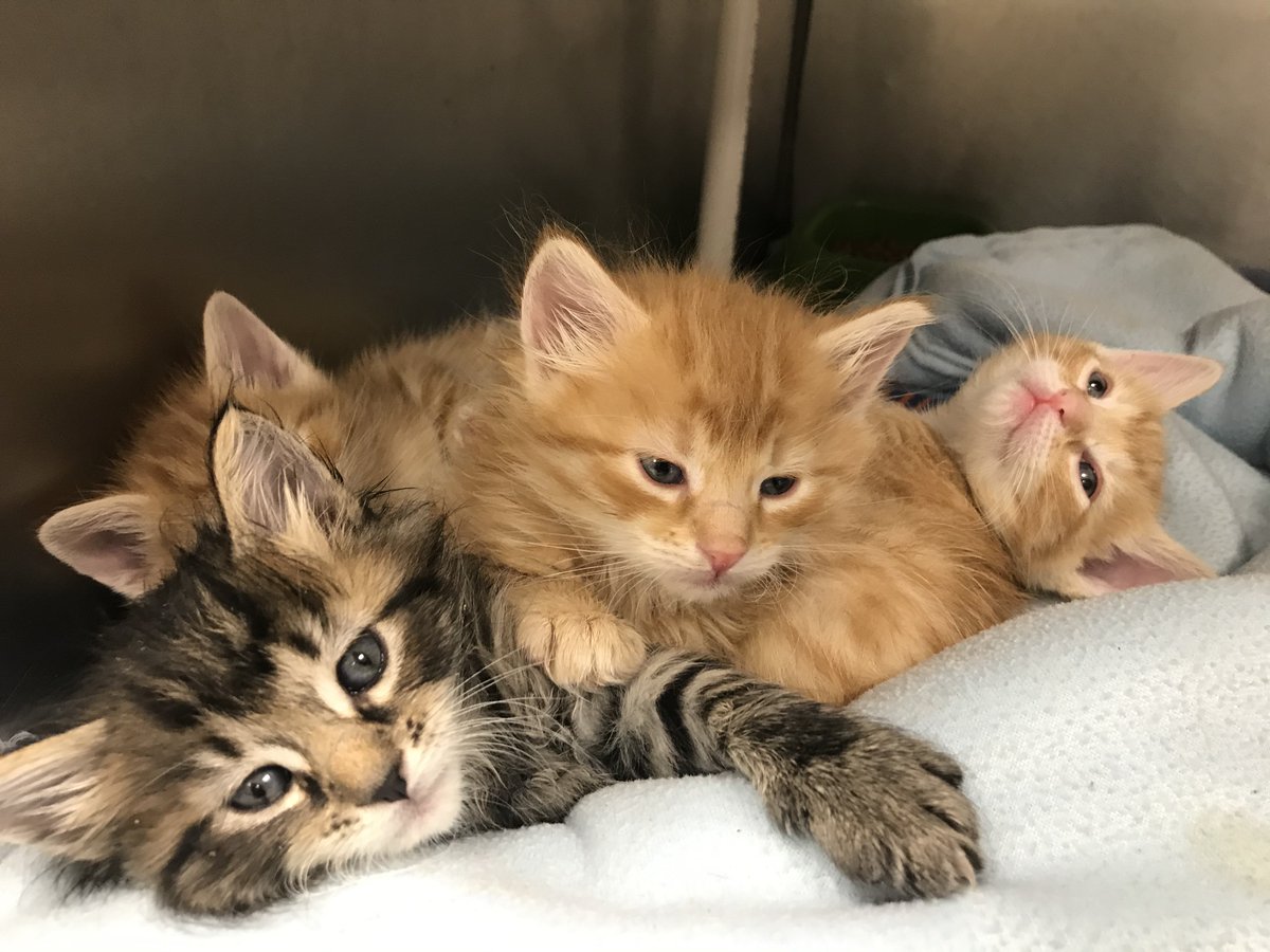 NHSCats's tweet photo. It's almost time for the #KittenShower on May 4th! We have a lot planned this year, and we can't wait to see you there! Help us out by checking out our wishlists and stocking our kitten nursery before the event!
Amazon: https://t.co/B93wvALvwO
Chewy: https://t.co/ez8U9iKml5 https://t.co/DpYonBFxiX