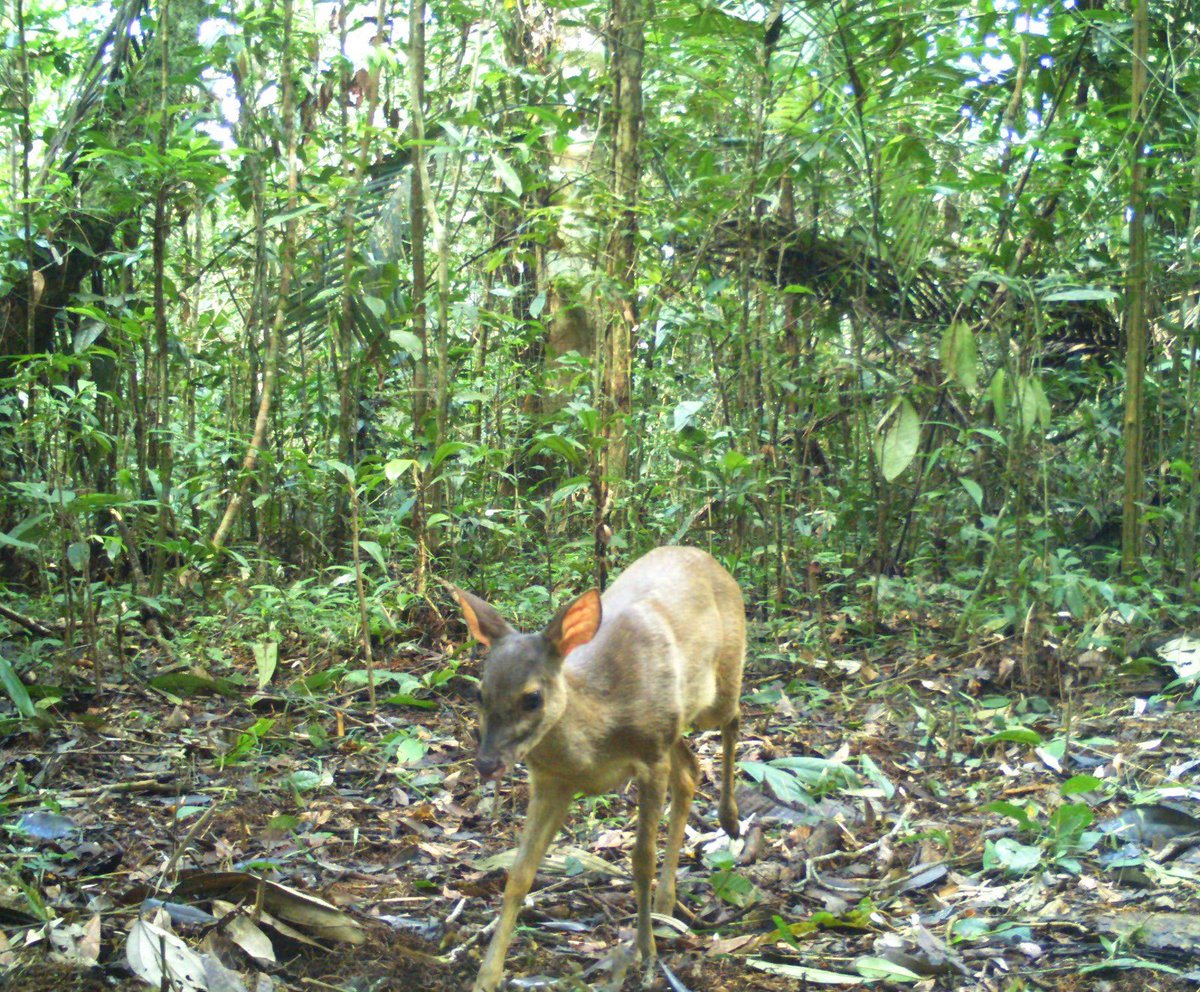 AlteraRevista's tweet photo. #CulturaAmbiental>> Desde sus saberes indígenas Korejuajes realizan monitoreo de 12 mil hectáreas de bosques en #Caquetá.

Leer más: https://t.co/hTohMnorE0

📷📷Vía @AmazoníaMía 

#DiadeLaTierra #diadelidioma  #Amazonía #Biodiversidad https://t.co/whhCPhGE2l