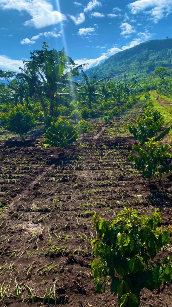 Agro-Tourism X Tourism Developing guided tours that take visitors through our coffee plantation. Explain the entire coffee production process, from planting the coffee trees to harvesting the beans and processing them to make coffee for consumption.