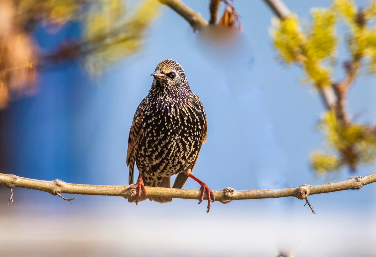 A Common Starling taking a moment on a tree branch.  #Nature #Birds