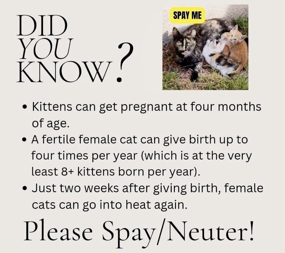 If you are in #Philadelphia and need assistance with low cost options, please DM #TNR #SpayAndNeuter