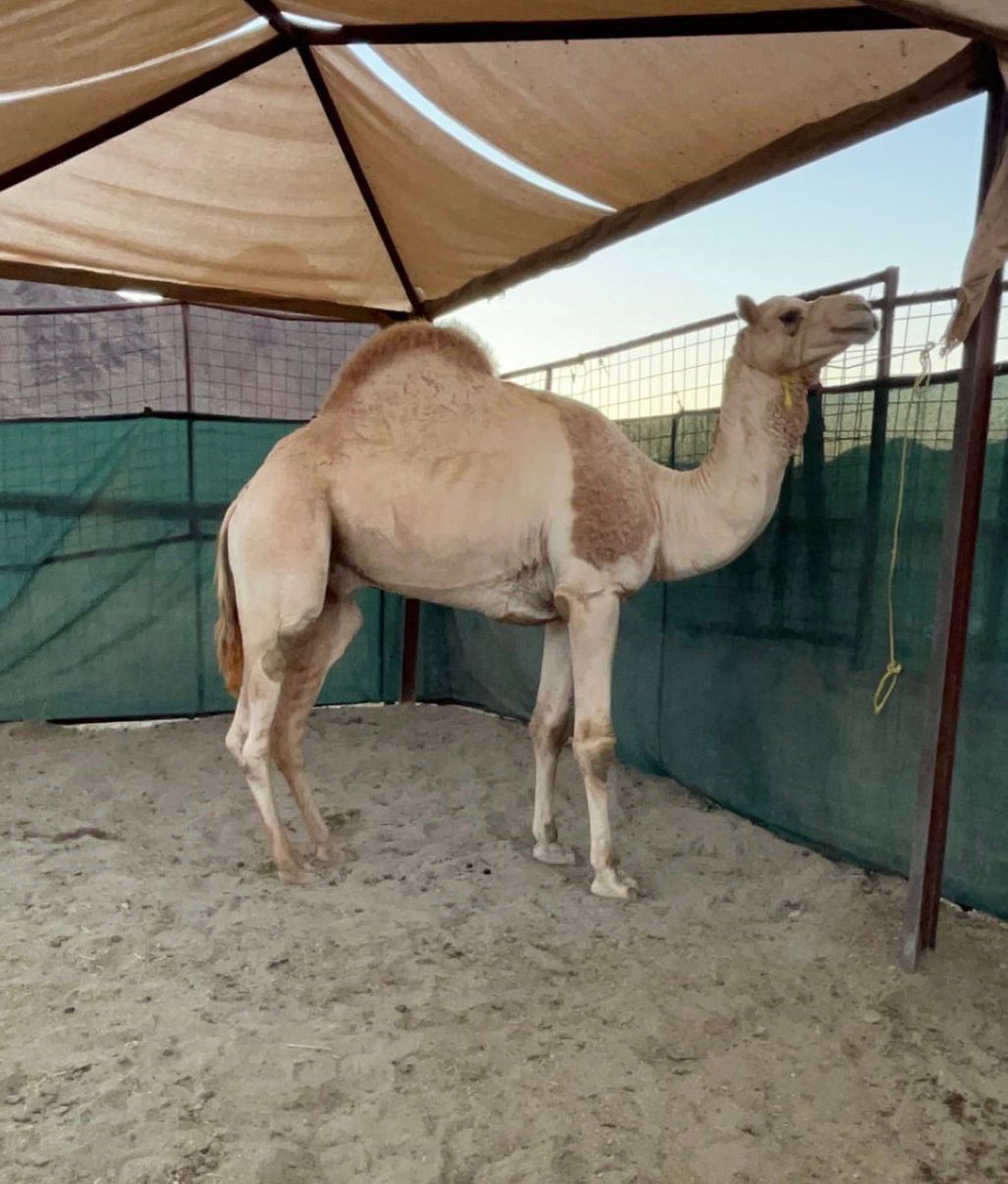 المتحد بعير احمد عواد العنيني الجهني 
الاب المتحد بعير شاكر الجعيد 
الام بنت طولان ولد الطويل الهرش 
موقعه العيص