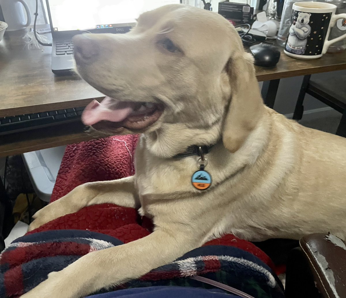 Hard to get any work done when your coworker is distracting you. #yellowlab #labradorretriever