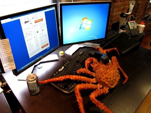 "Its illegal to help baby sea turtles escape predators if u dont have a permit. If you see this you have to leave it alone and respect the natural order of things"