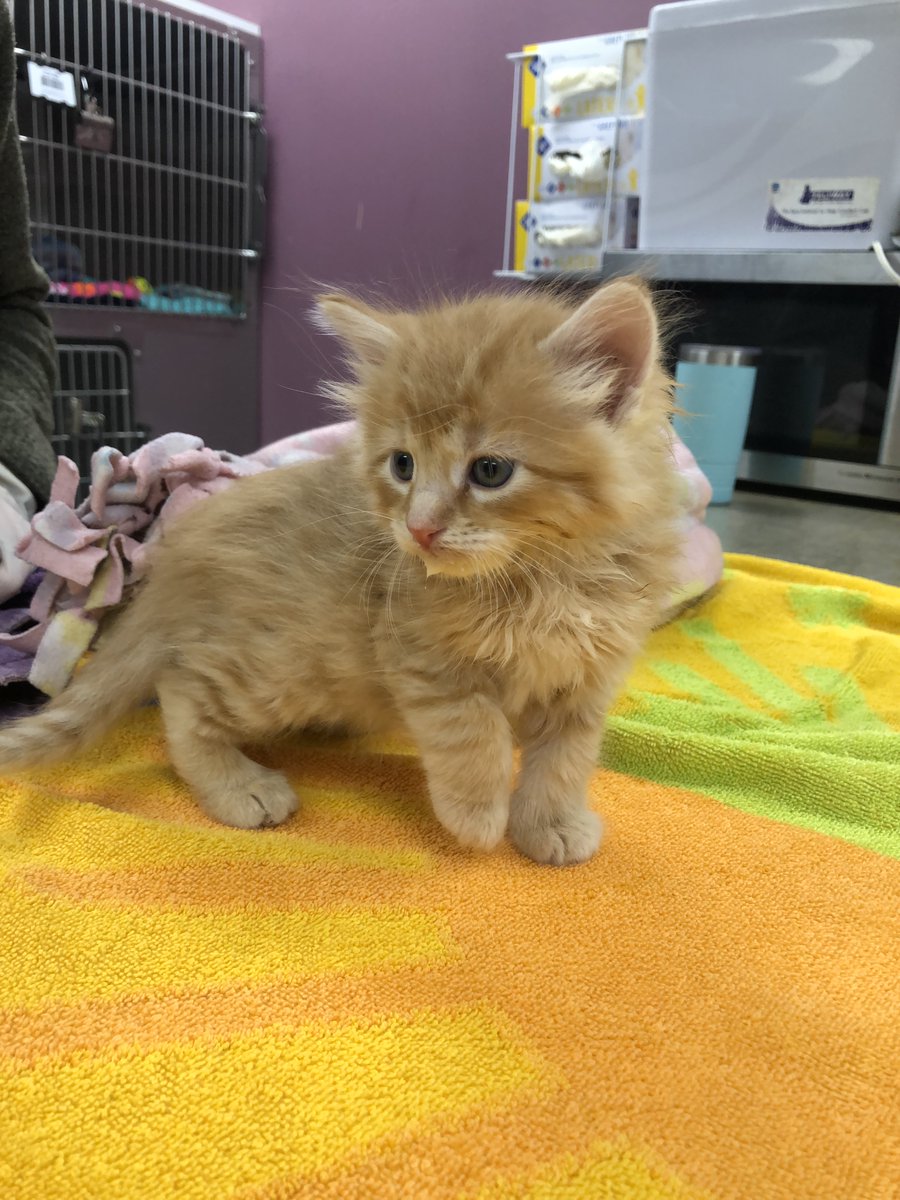 NHSCats's tweet photo. It's almost time for the #KittenShower on May 4th! We have a lot planned this year, and we can't wait to see you there! Help us out by checking out our wishlists and stocking our kitten nursery before the event!
Amazon: https://t.co/B93wvALvwO
Chewy: https://t.co/ez8U9iKml5 https://t.co/DpYonBFxiX
