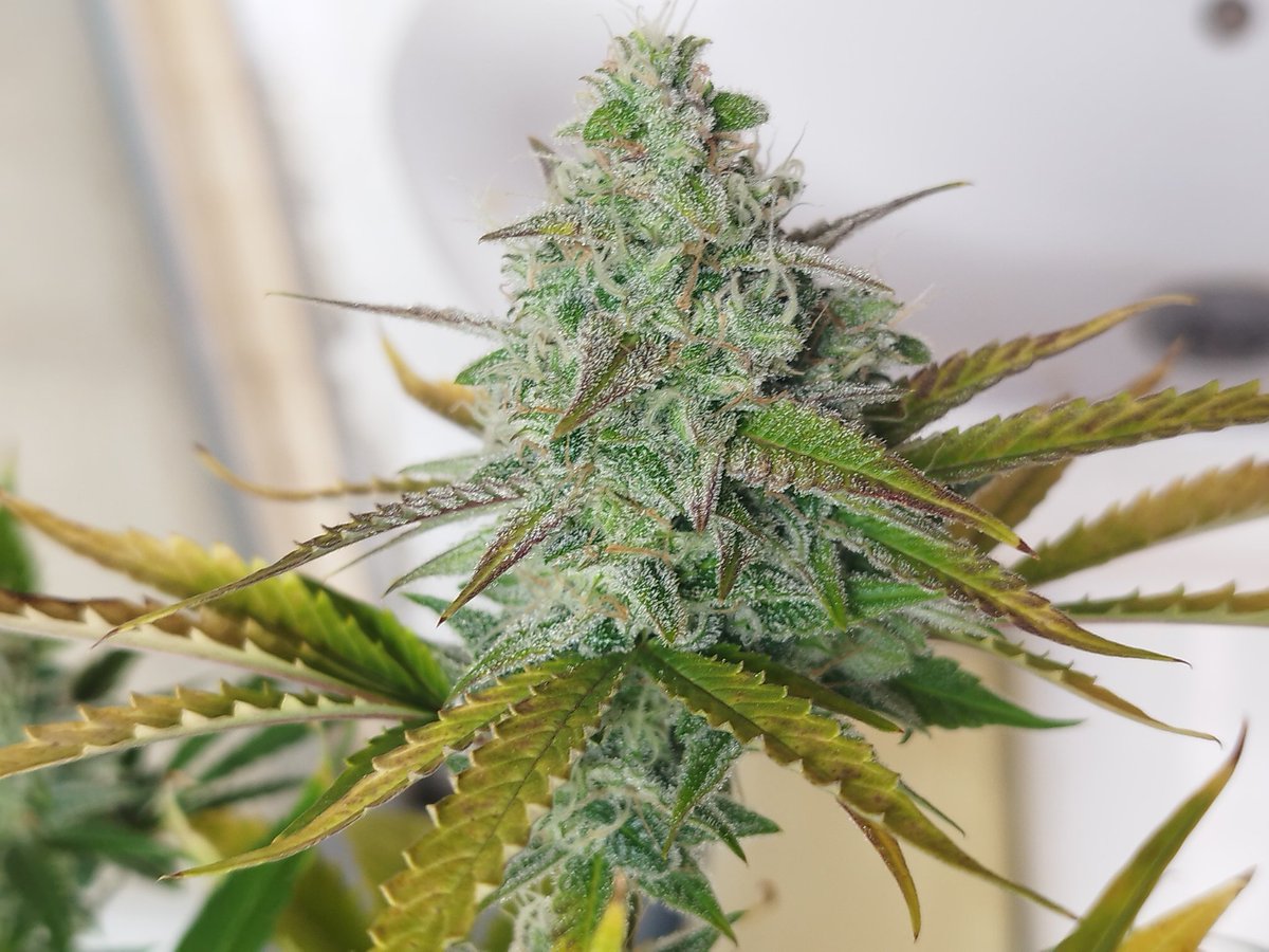 cannaboomslbruj's tweet photo. La belleza de las plantas tiene un nombre @cannaboomslbruj #fullcrem https://t.co/2jf5h5Nybl