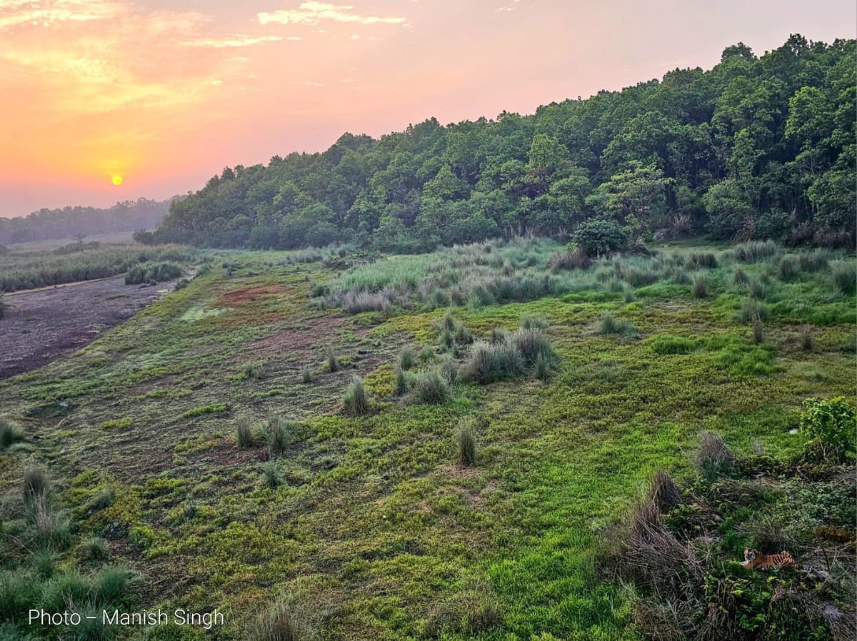 A perfect morning comprising of woodland, grassland, waterbody and king of #pilibhittigerreserve 
@moefcc @UpforestUp @rameshpandeyifs @incredibleindia @IUCN_forests 
@ntca_india