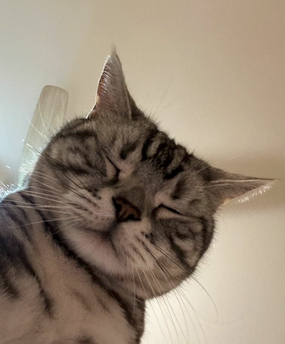 catshealdeprsn tweet picture
