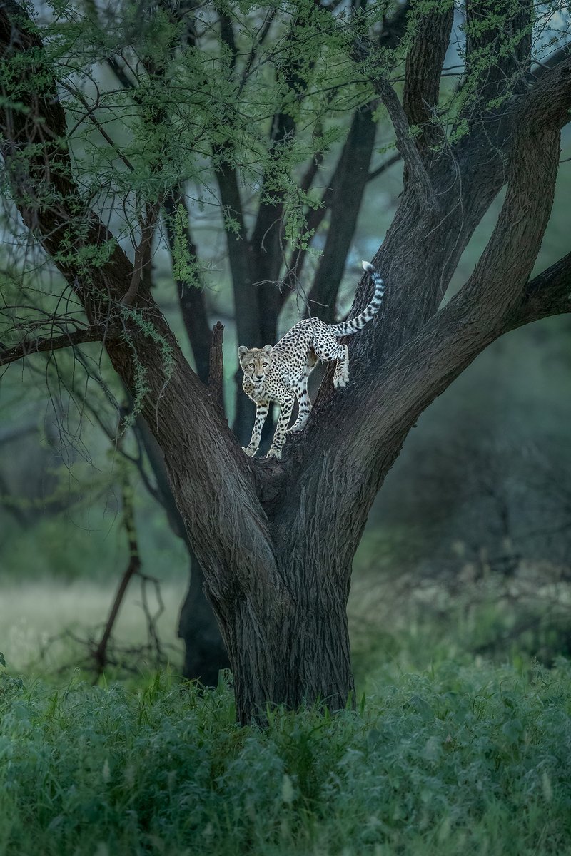 | Where Cheetah's rein... The future ruler of the Forest... | Kenya... |
#CheetahCub #Kenya #Wilderness #ketanvikamsey #KVKliks #EarthCapture #BBCEarth #NatgeoIndia #nationalgeographic #BBCWildlifePOTD #YourShotPhotographer #NatgeoYourShot #Christina_Shorter #Kristen_McNicholas