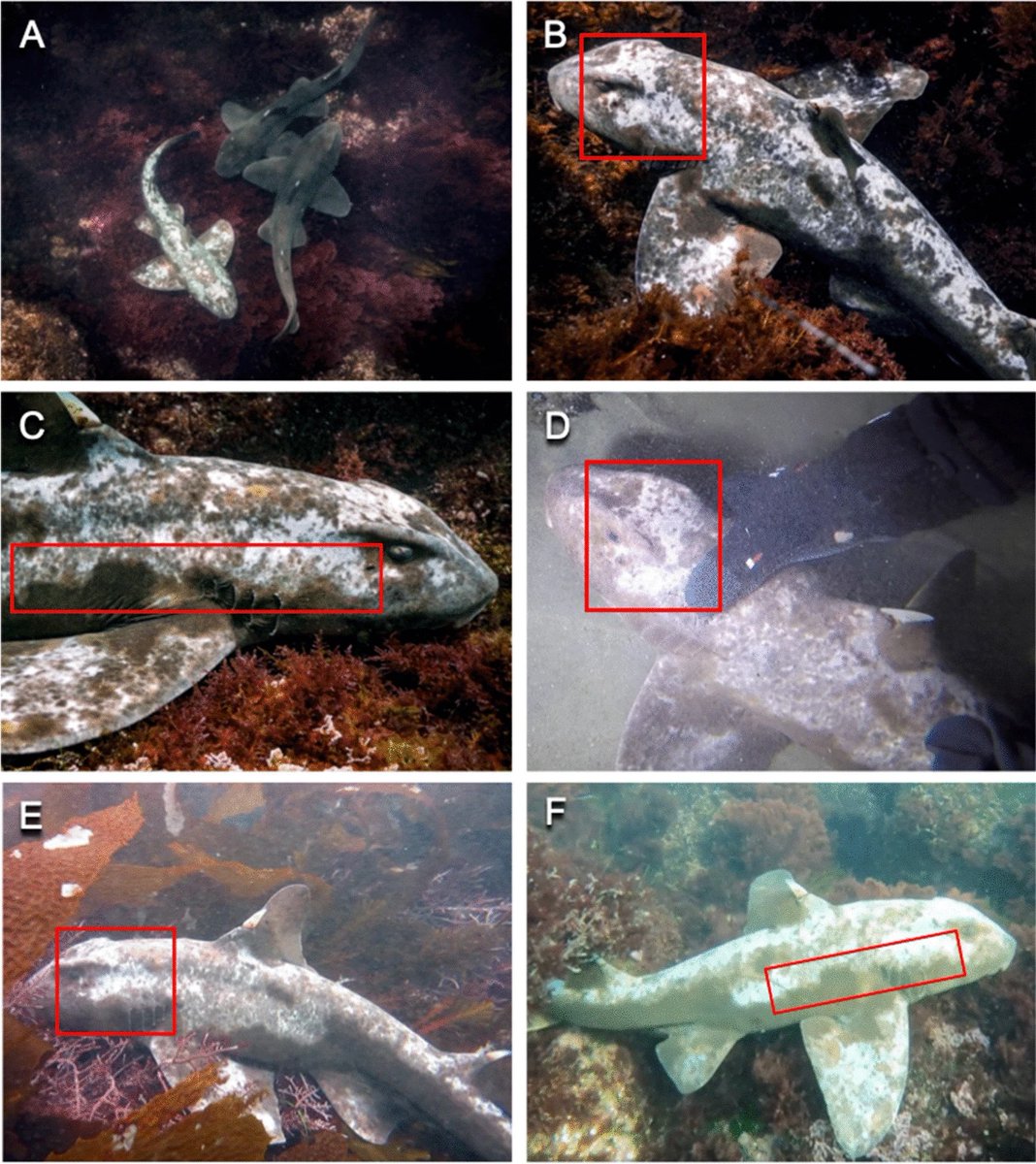 🦈These sharks found off the coast of Southern California look completely different, but have something in common — they all exhibit rare skin color patterns! A recent study led by Scripps Oceanography @factskelton describes these uncommon markings observed in four shark species.