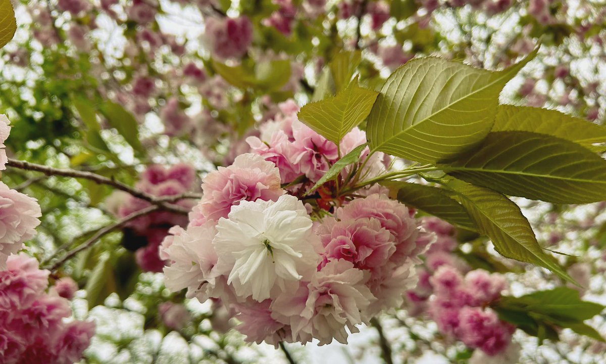 また別の八重桜
もう葉の緑が出てきましたね