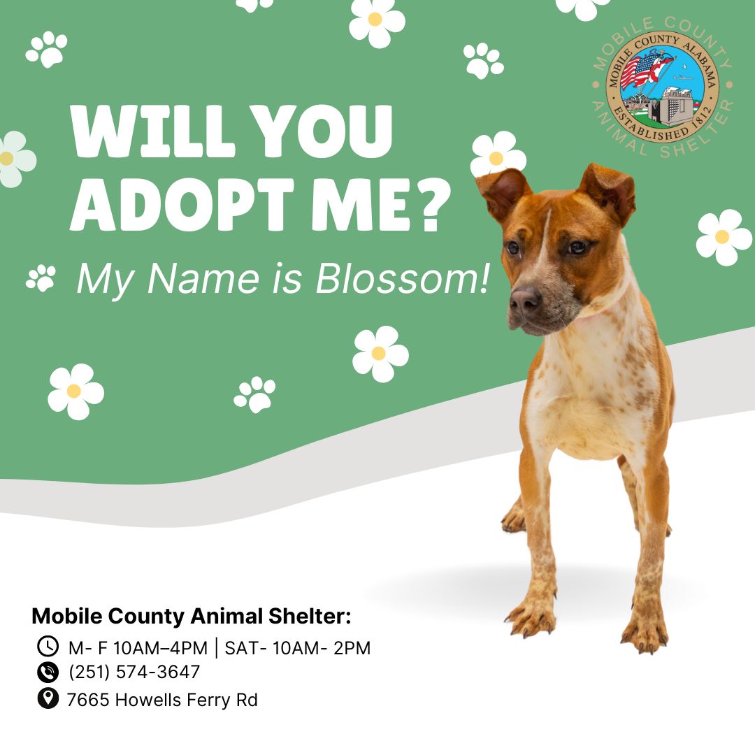 A079286 Blossom is a 2-year-old Rat Terrier/ Redtick Hound Mix. He is heartworm negative and weighs 30 lbs. The adoption fee is $40, which includes her microchip, 5-in-1 vaccine, spay, one-year rabies vaccine, wormer, and the first dose of heartworm/flea preventative.