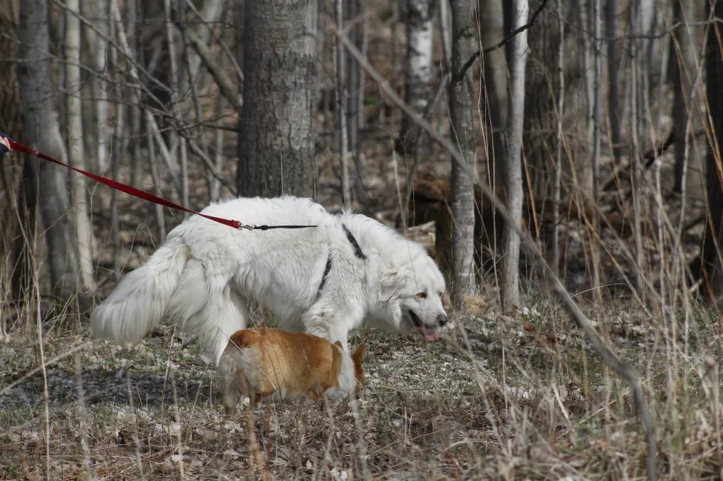 My dogs out on a hike on our property 🌲 Photo credit to @SkyyyPls ♥️