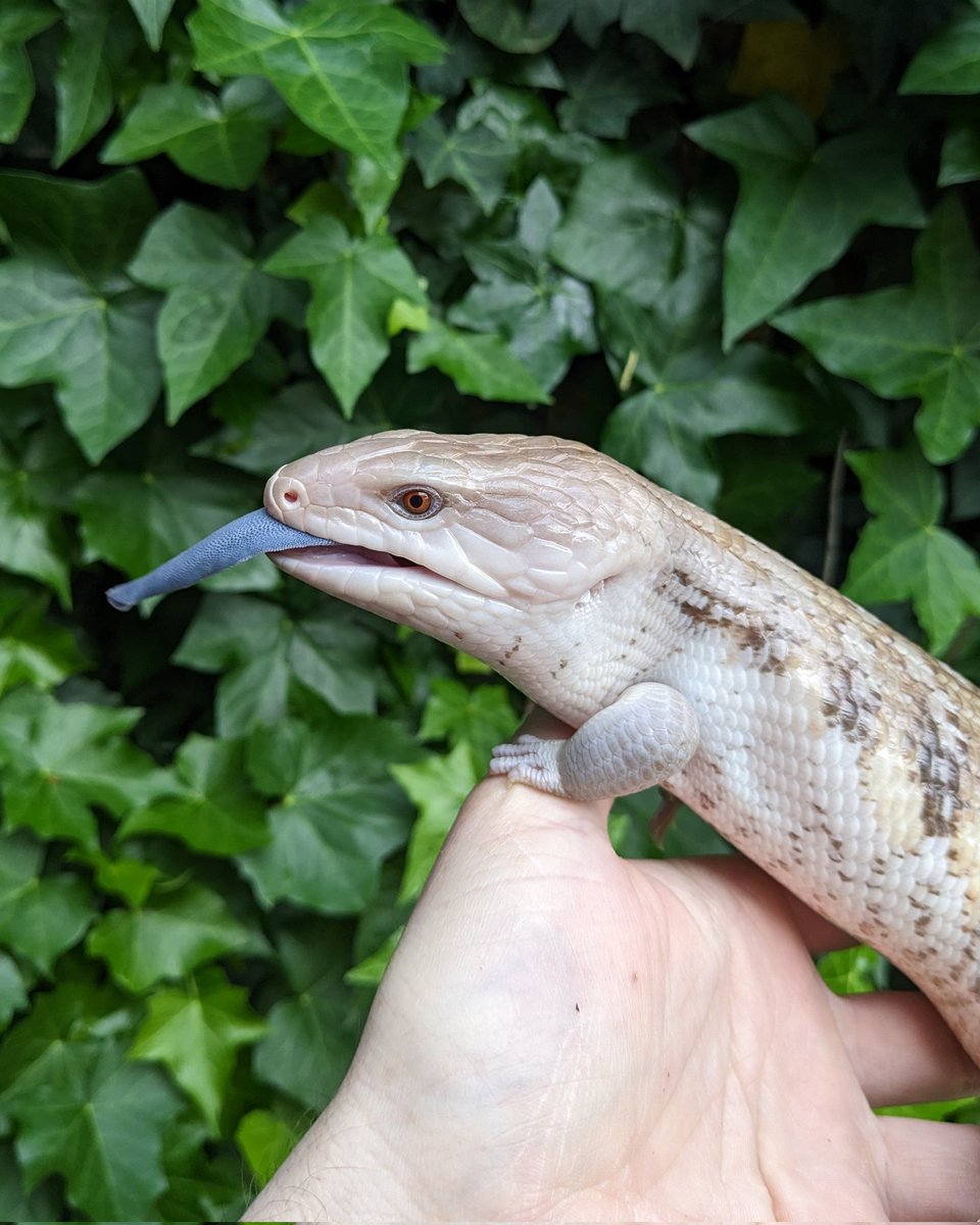 ScalyCrew's tweet photo. Show off those tongues, it's blue tongue Tuesday
#ScalyCrew #bluetonguetuesday #reptiles #lizard #bluetonguelizard #skink #bluetongueskink #petlizard #tongueouttuesday #pets #lizardbreeder https://t.co/yadftNbq9o