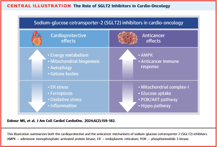 🧐What role can SGLT2 inhibitors play in #CardioOnc care? Read more in this phenomenal @JACCJournals #JACCCardioOnc State-of-the-Art Review: 
jacc.org/doi/10.1016/j.…