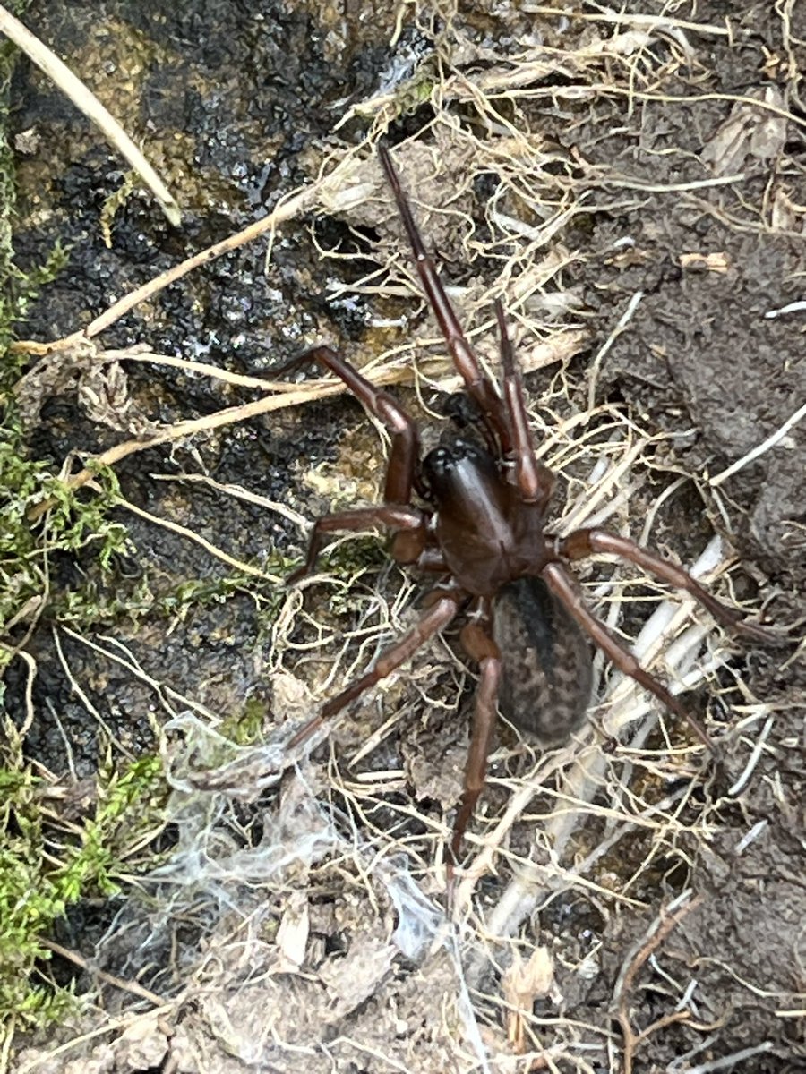 @BritishSpiders found under a partially collapsed stone wall, id pls and I’ll pop it on @iRecordWildlife