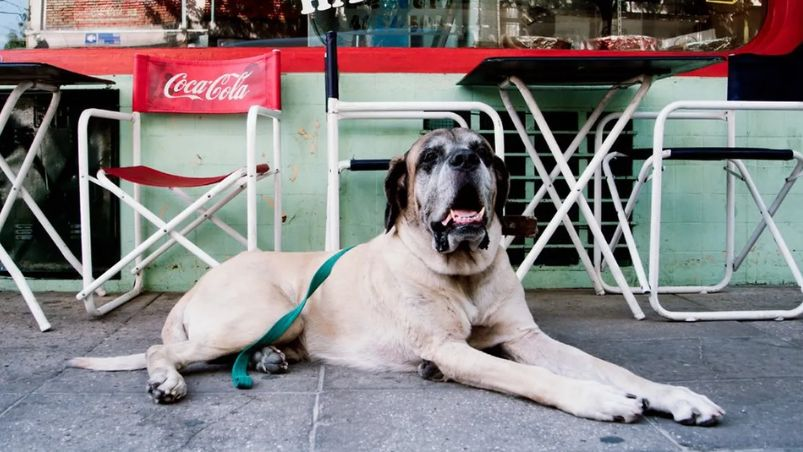 TraductorTeAma's tweet photo. @horaciorlarreta Esta foto del perro de Milei va a tener más likes que tu tweet.
Nunca serás presidente. Radical degenerado. https://t.co/orZGduN94G