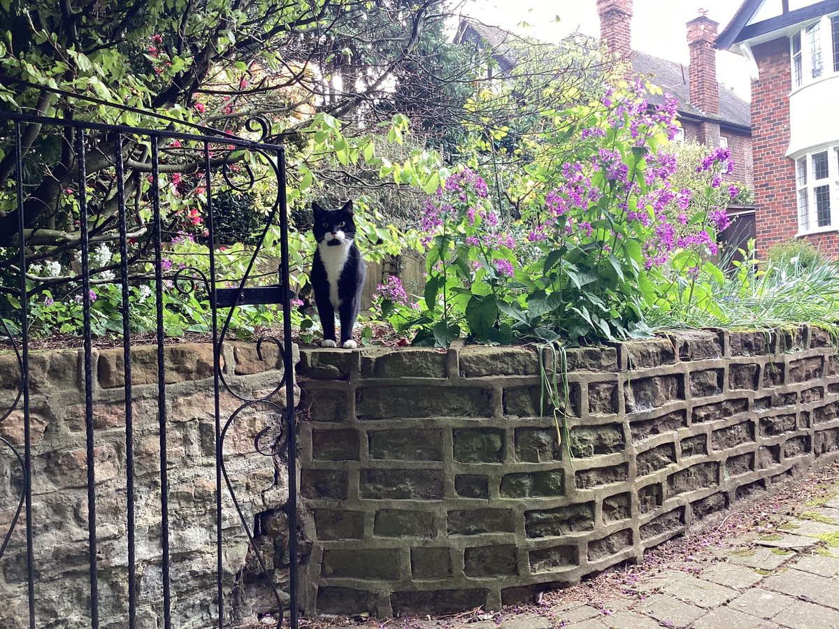 I found Gustave in the neighbour’s garden