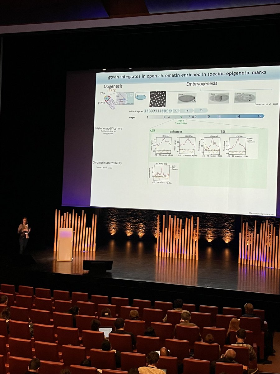 Wonderful talk by @ChambeyronS tracking TE mobilization on piwi-mutated Drosophila strains. 

TE families explore specific niches for mobilization during embryogenesis!
Work done from genomics to single-cell ATAC-seq resolution 🤯
#ICTE2024