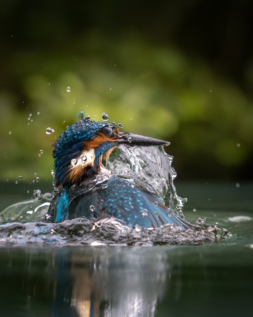 Male kingfisher missing the target from a dive 👑 ✨✨✨

#kingfisher #birdphotography #birds
#wildlifephotography #wildlife #nature
#TwitterNatureCommunity