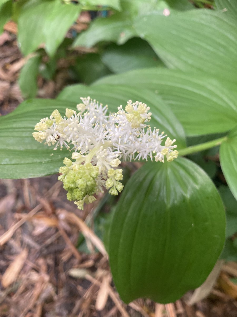 Maianthemum racemosum ssp. amplexicaule