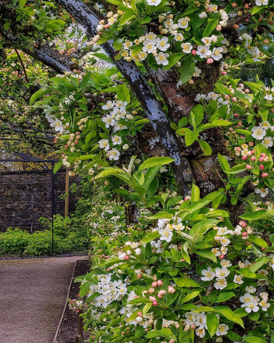 One of Aberglasney’s most asked about features, our breathtaking Malus Arbor, is expected to be completely in bloom this week 🌸✨ The Crab Apple Arch can be found in our Kitchen Garden and it’ll soon be completely covered in beautiful white flowers.