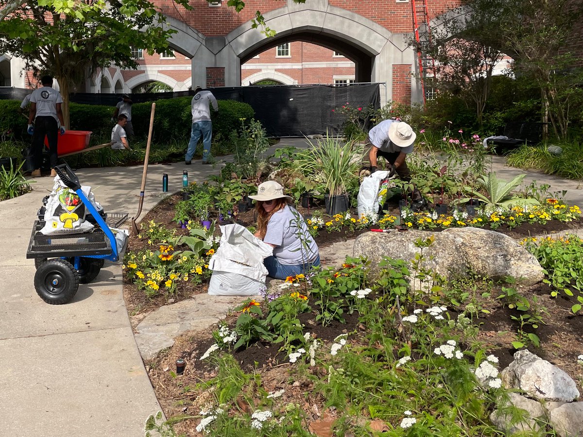 FSUFacilities's tweet photo. Grounds and Landscaping crews are putting the finishing touches on the Chapman Garden at the Florida State University College of Medicine! #BuildingExcellence #FSUCoM @FSUCoM https://t.co/tq7Vp3GoQu