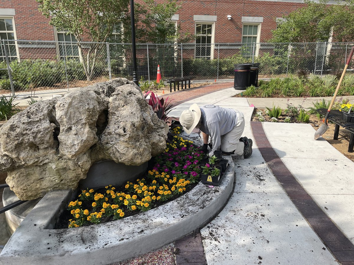 FSUFacilities's tweet photo. Grounds and Landscaping crews are putting the finishing touches on the Chapman Garden at the Florida State University College of Medicine! #BuildingExcellence #FSUCoM @FSUCoM https://t.co/tq7Vp3GoQu