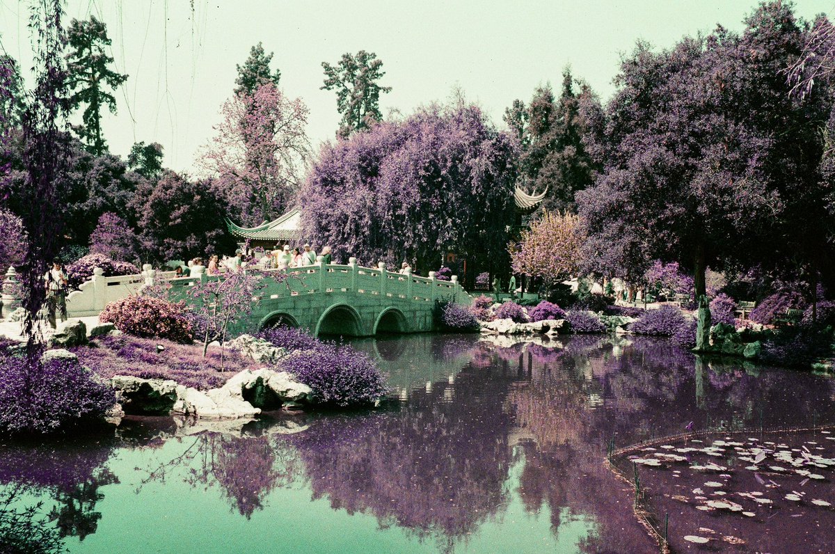 anxiousadam_'s tweet photo. Botanical Gardens shot with Lomography Purple on Nikon F3 https://t.co/kdejX1qnLq