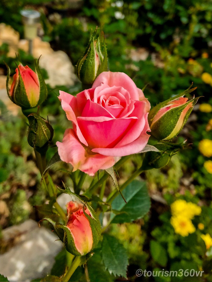 Feliz San Jordi 
Happy Saint George's Day. 

According to tradition, Sant Jordi gave a rose to the princess after saving her from the dragon, symbolizing his love and admiration.

#shotonoppo
#shootonsnapdragon
#oppo
#TheMobPhotographer
#rose 
#springinbloom