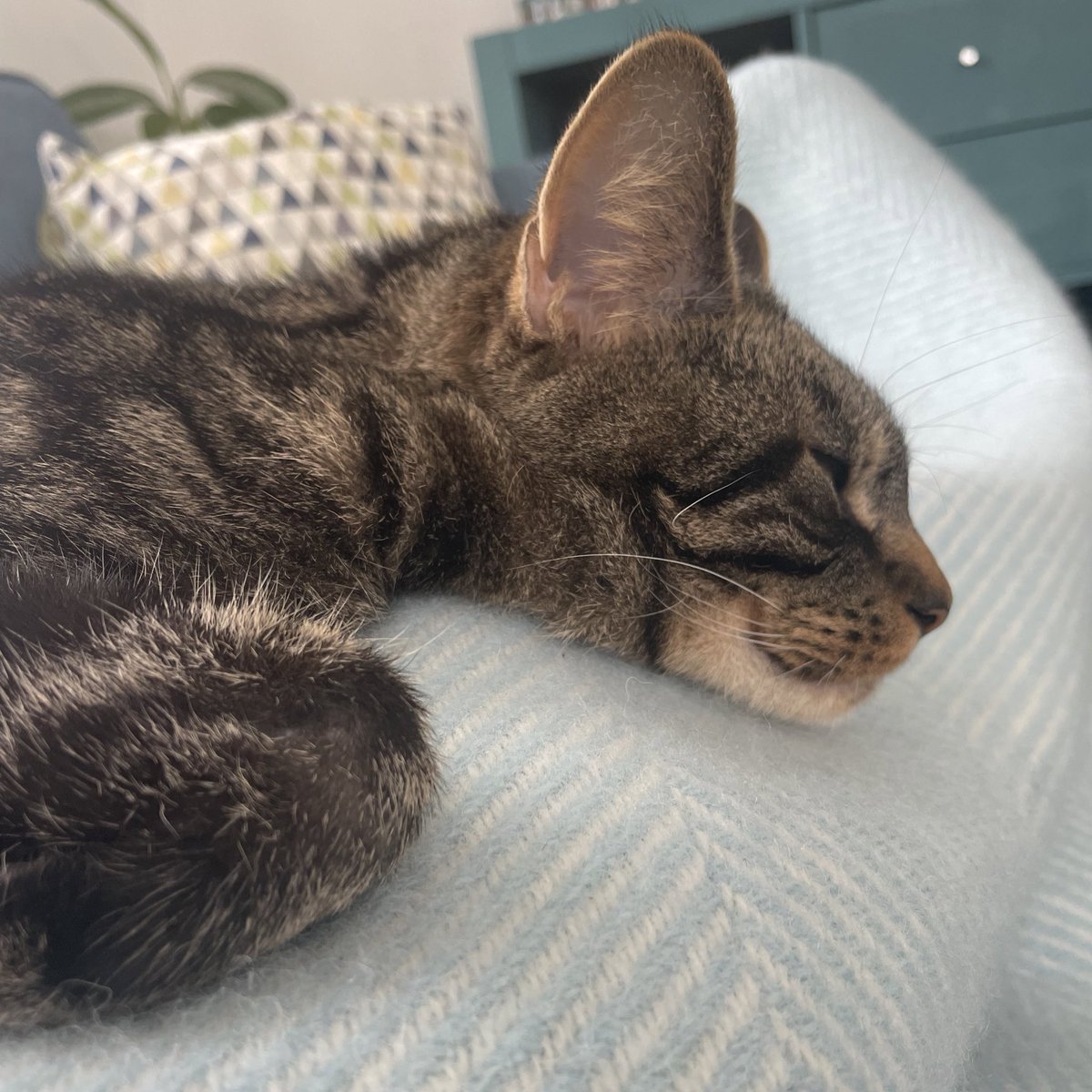 Bethany Wren tweet media