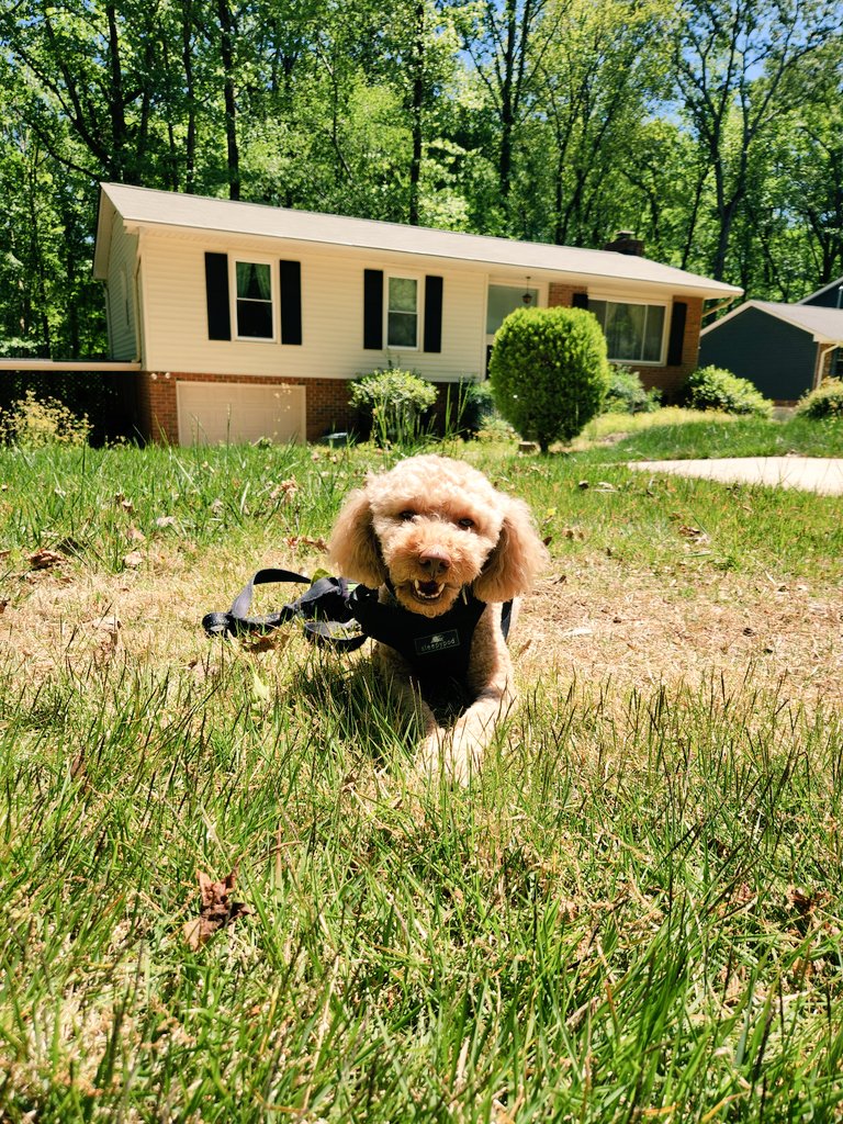 Brady’s lunchtime walk becoming her sunbathing in the neighbor yard season has commenced 🌞