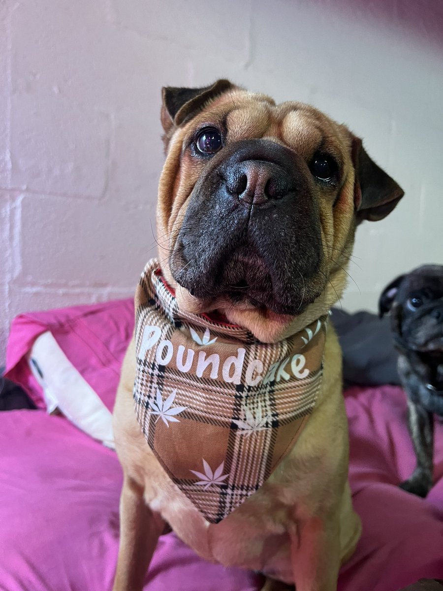 PickledPugs's tweet photo. She’s so cute. I love my princess poundcake. Had to make her a cannabandanna too
#StonerFam #pugmix #sharpeimix #bestbud https://t.co/87C0Nynb7O