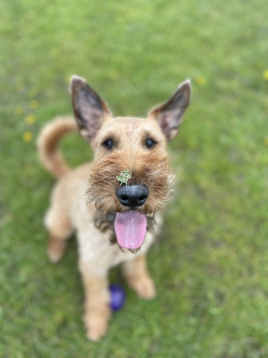 Special edition of #TongueOutTuesday, with a seasonal green garnish 👅🌱🐾☺️ #dogsoftwitter #IrishTerrier #spring