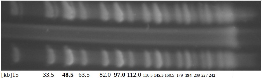 Maximilian Schmidt tweet media