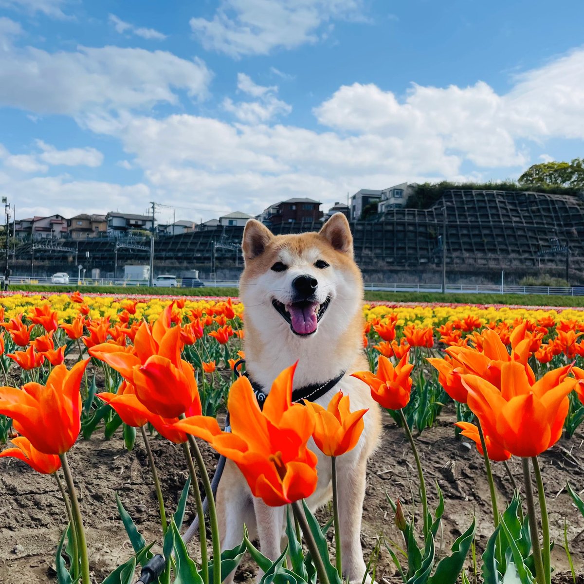 私が仕事に勤しむ中、旦那すずきから楽しげな写真がモリモリ送られてきてイラッとしたので、その晚さりげなく足を踏んでやりました😗