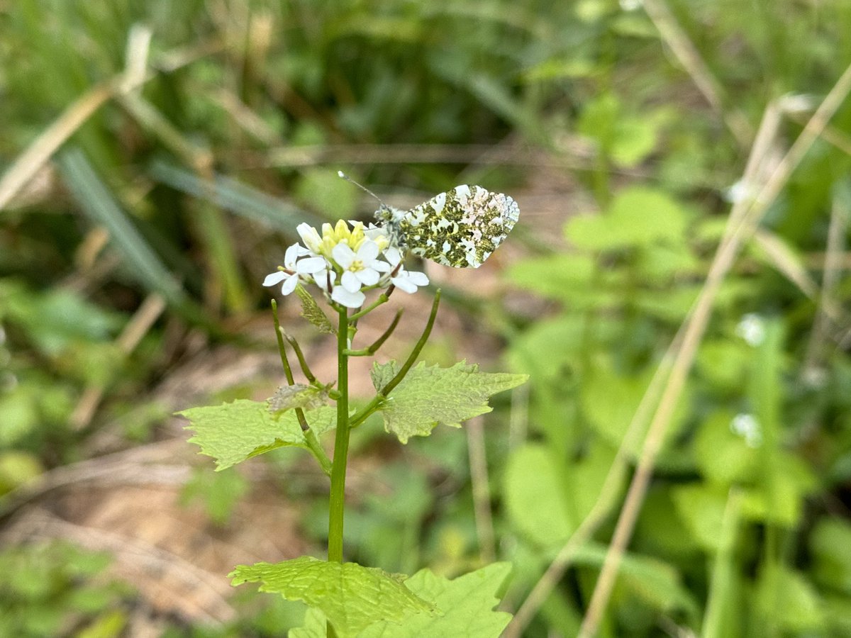 Orange-tips camouflaging on Garlic Mustard in Salcey Forest 🌳 @BedsNthantsBC @UpperThamesBC @missingmass1 @wildlifebcn