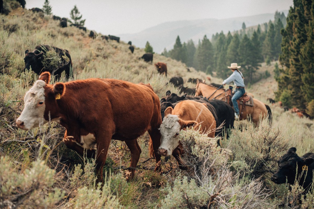 🚨We need a field tech! One got into grad school (yay!) so leaving the project early (sad). Help us eval the efficacy of range riding to reduce carnivore conflicts. Work with ranchers, riders, academics, NGOs, & more in gorgeous places in the western US. DM/email for details.