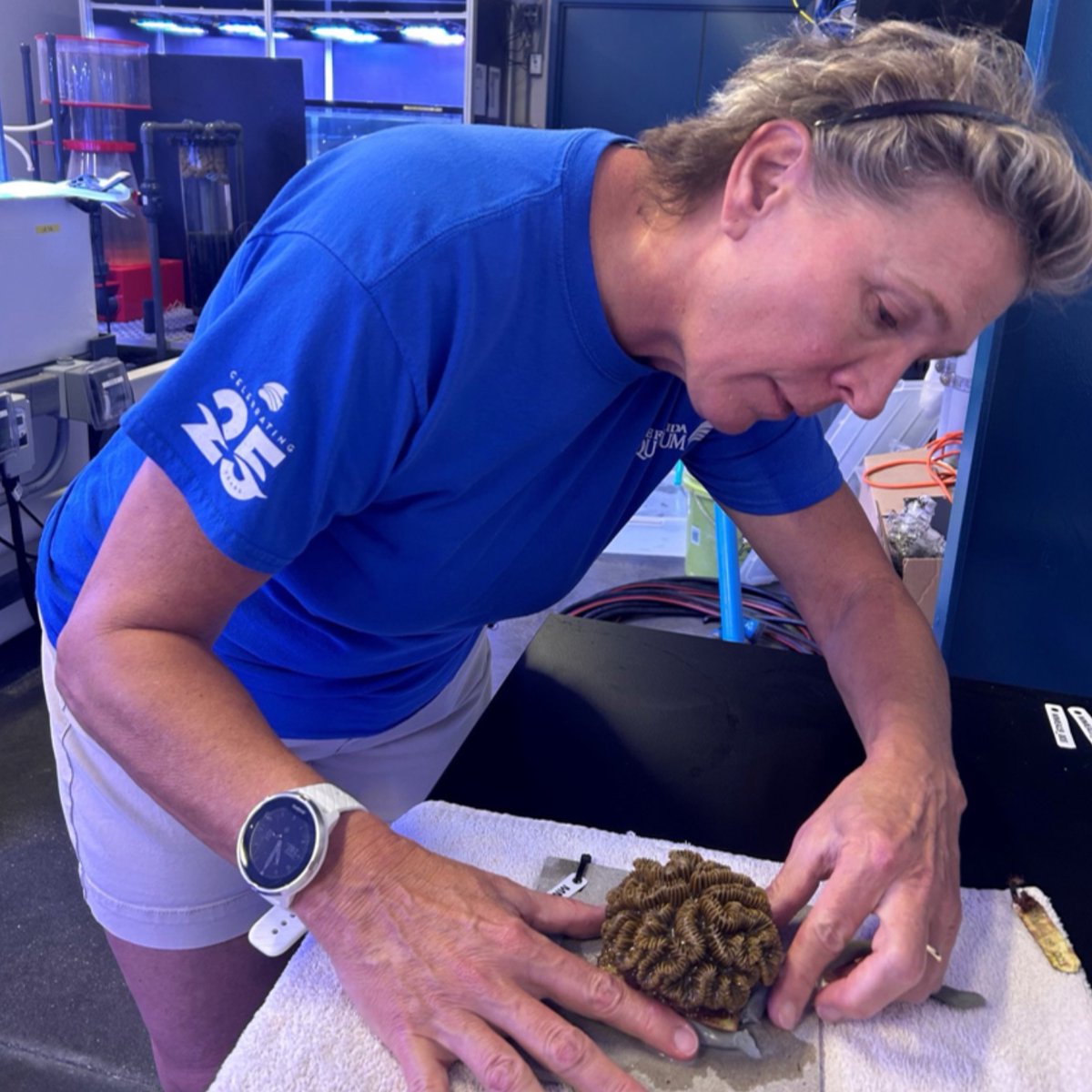 Volunteer of the Year goes to… Brigitte Hofmeister! From sea turtle intakes to cleaning corals on the microscope, her dedication at our Apollo Beach campus is inspirational. Join us all week in celebrating the incredible work of our volunteers this #VolunteerAppreciationWeek!