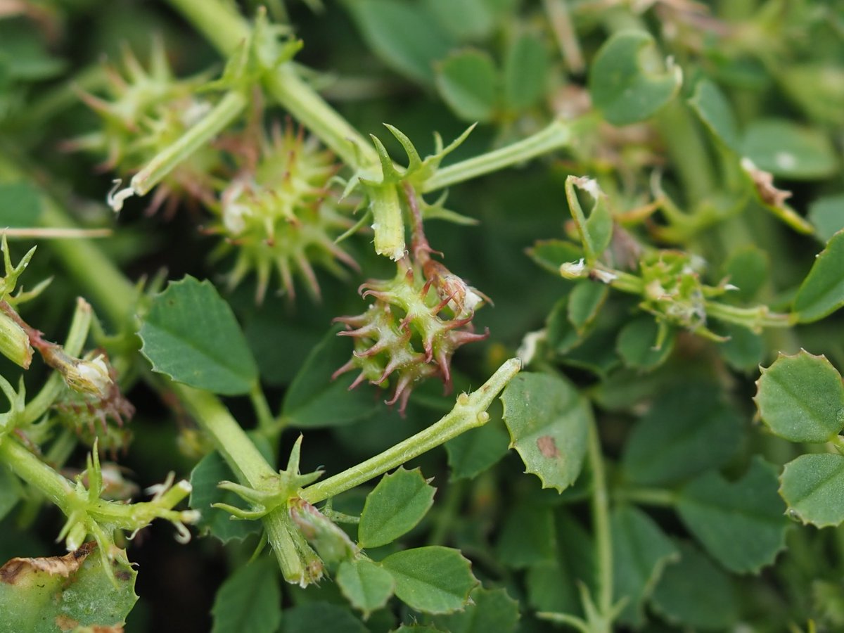 Small Goosegrass Galium murale and Early Medick Medicago praecox. SE Hampshire yesterday. @BSBIbotany