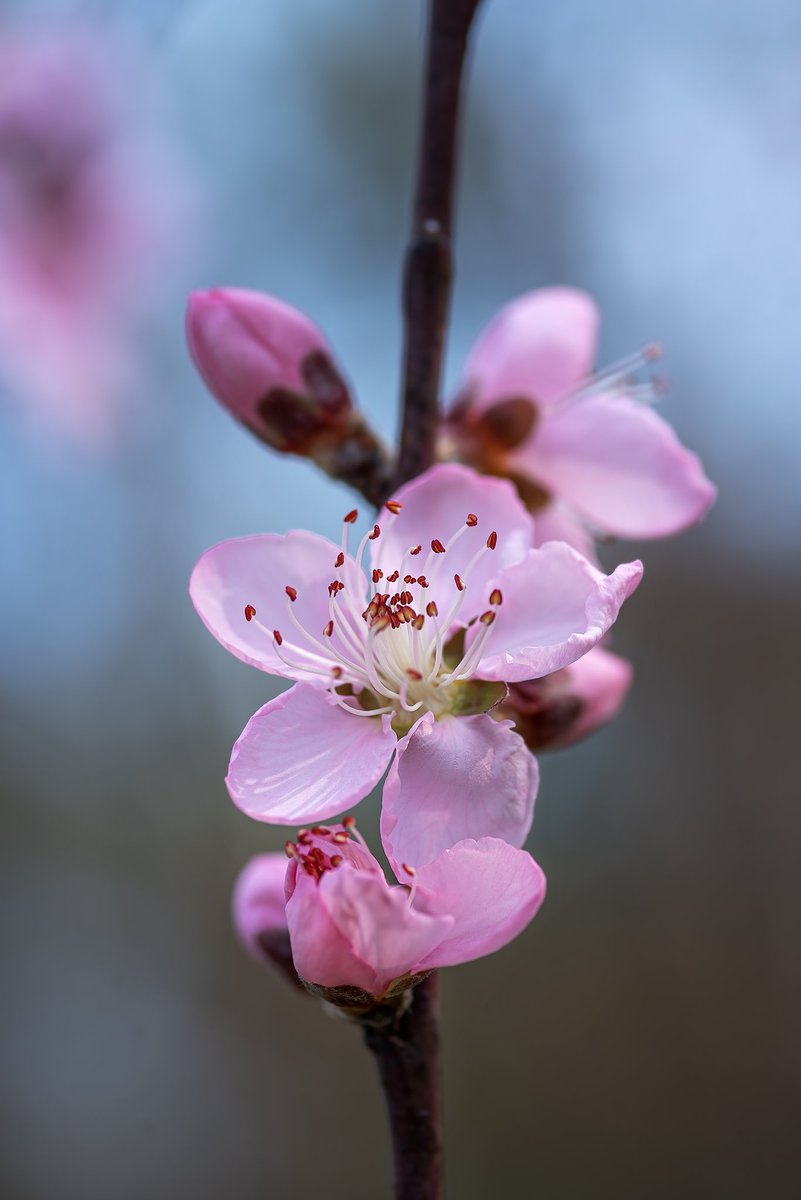 Victorious! tweet media