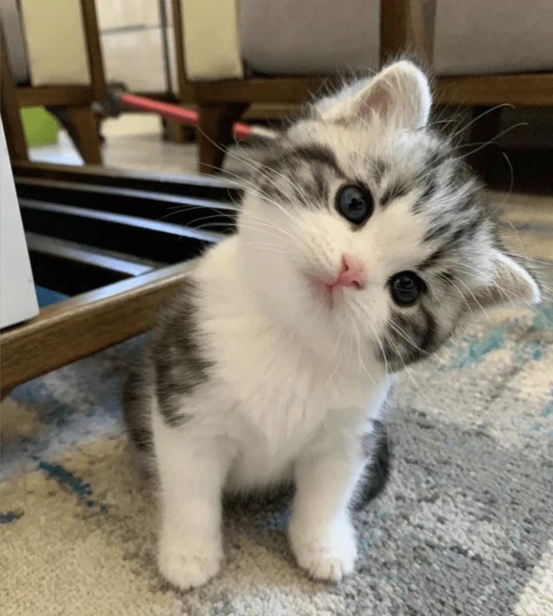 cutecats_____'s tweet photo. 💟💟💟💟 https://t.co/knkcnM1Ydl