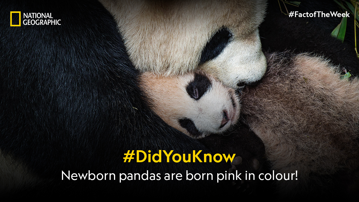 Baby pandas measure around 15 cm - roughly the length of a pencil! They come into the world blind, only opening their eyes six to eight weeks later. #FactoftheWeek #NatGeoIndia