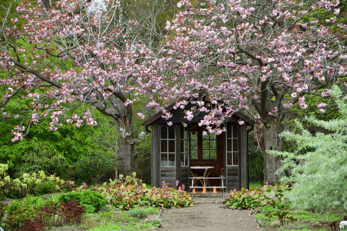 Spring is doing its thing 🌸 Blossom in a corner of the garden at Lennoxlove House, captured by Tom Duffin. ow.ly/WoJV50RmnZg #VisitEastLothian #EastLothian #lennoxlove #scottishhistorichouses #spring #cherryblossomtree