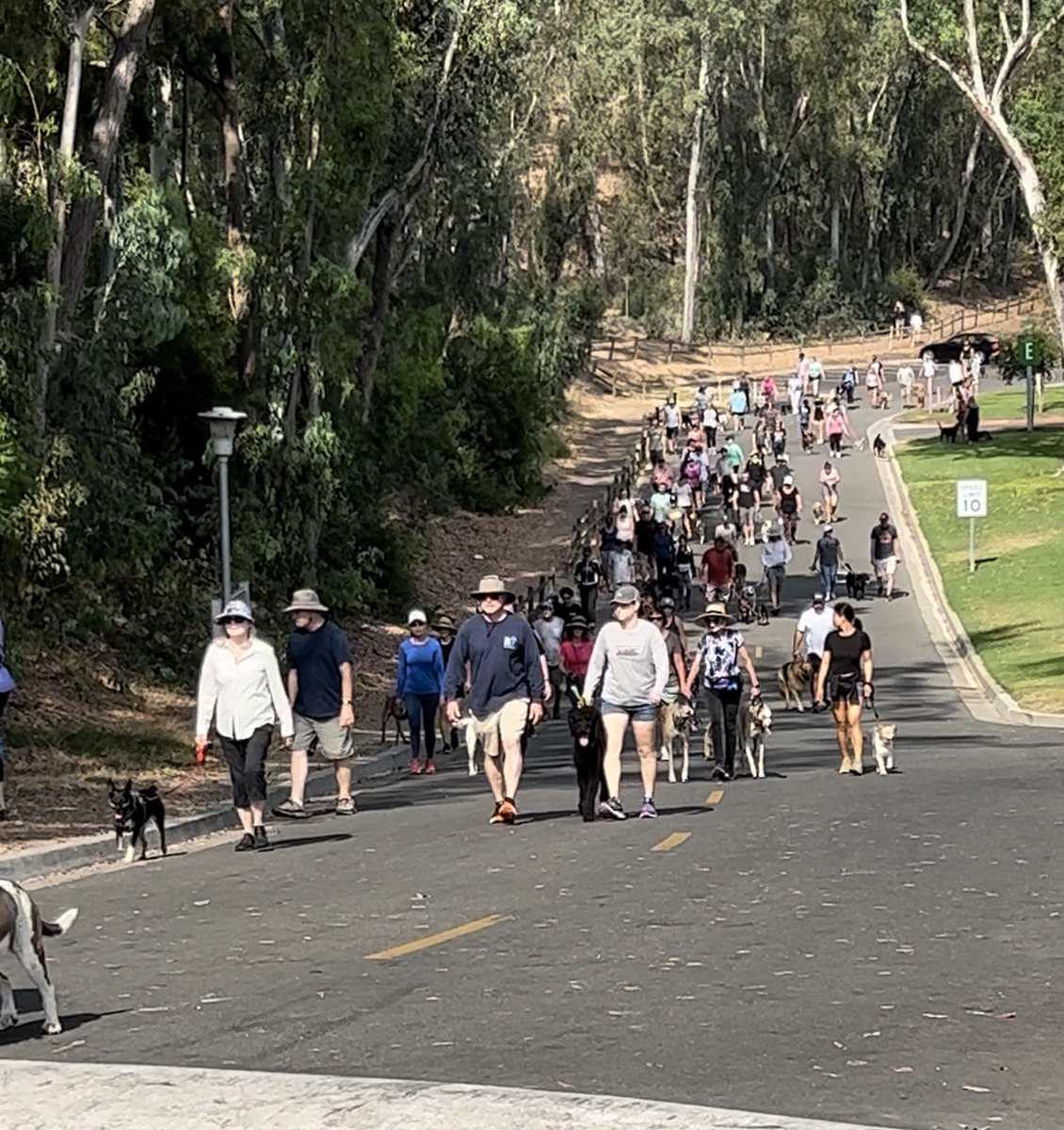 Group Classes start this Saturday!! THE Pack Walk of OC is also this Saturday! 
DogTrainerOC.com
OCpackwalks.com 
#dogtrainer #puppyclasses #puppy #dogs #dogtraining #packwalks #packwalk #dogtraining #orangecounty #lagunaniguel #danapoint #newportbeach #lagunabeach