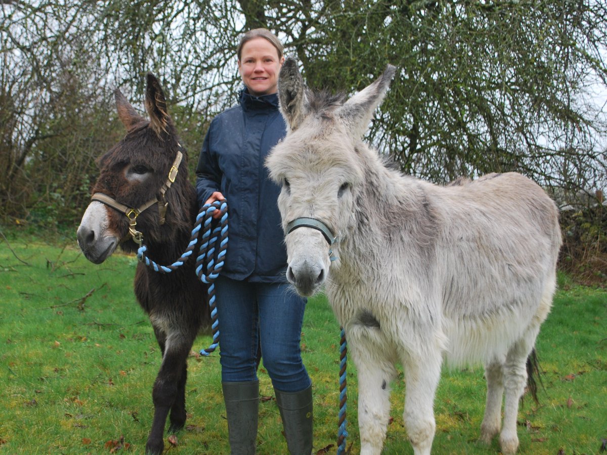 When we first encountered Kerry and 11-month-old Biscuit, both donkeys were thin and Kerry was in need of urgent help. 💔 A year after arriving into our care, the pair are making great strides in their recovery journey ➡️ bray.news/4aFUMlg