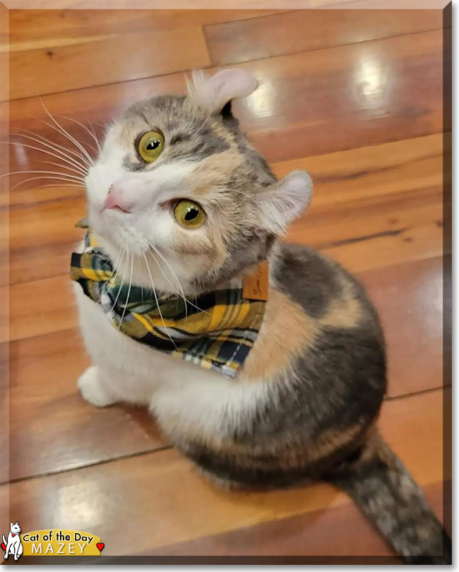 Cat of the Day .com tweet media