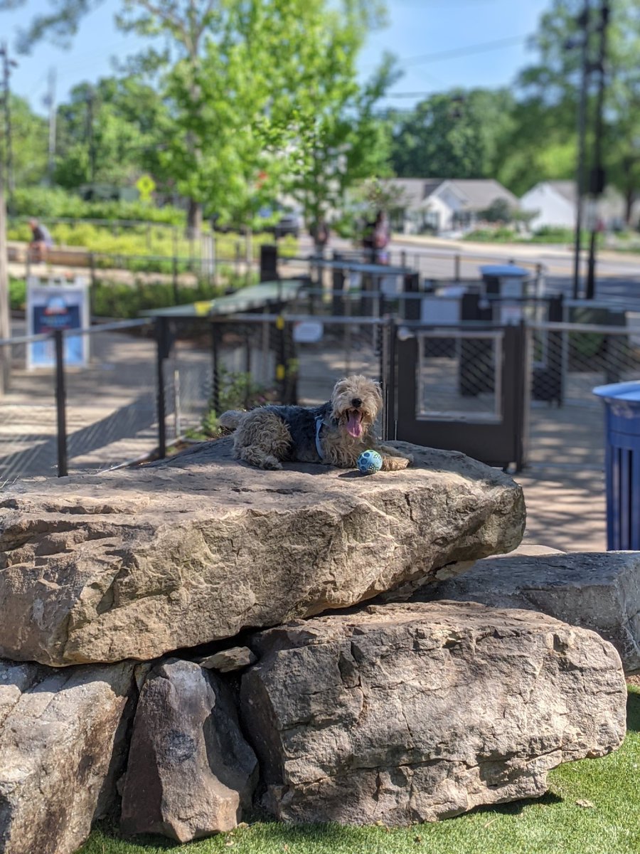 Arvo_the_Lakeland tweet media