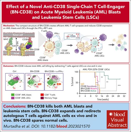 A single-chain CD38 T-cell engager targets CD38-negative LSCs activated by IFN-γ and induces CD38 expression on AML blasts. ow.ly/GNLx50Rjhms #immunobiologyandimmunotherapy #hematopoiesisandstemcells #myeloidneoplasia